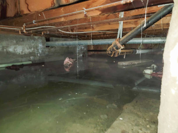 Best Basement Water Damage Restoration in Quantico Base, VA